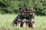 BERGER ALLEMAND 1240